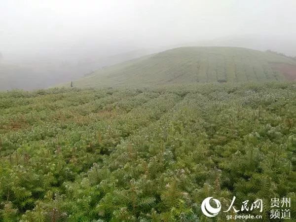 东风岗林场绿色发展新篇章，探索与实践绿色生态项目