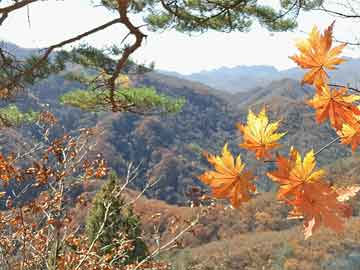 坡下王村民委员会领导团队，新时代农村发展的核心力量引领者