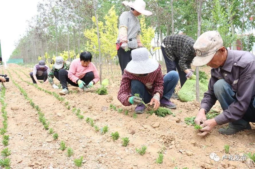 卢龙县审计局最新动态报道概览