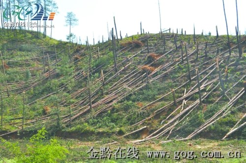 大熊山国有林场天气预报更新通知