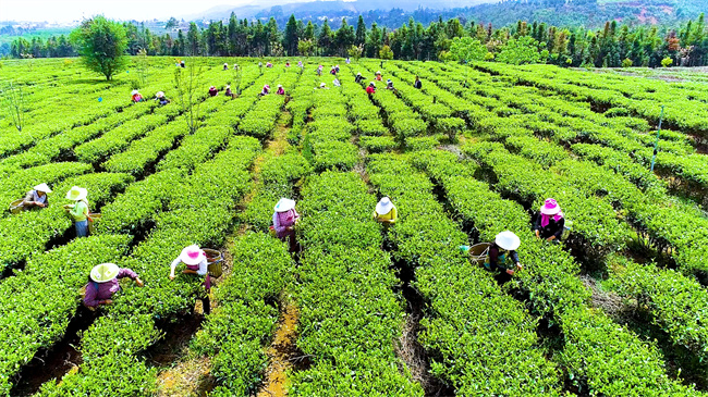 句容茅山茶场人事任命揭晓，新篇章开启未来发展新篇章