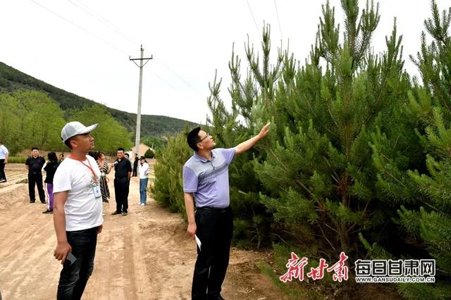 大凤川林场生态林业项目，典范与推动力之所在