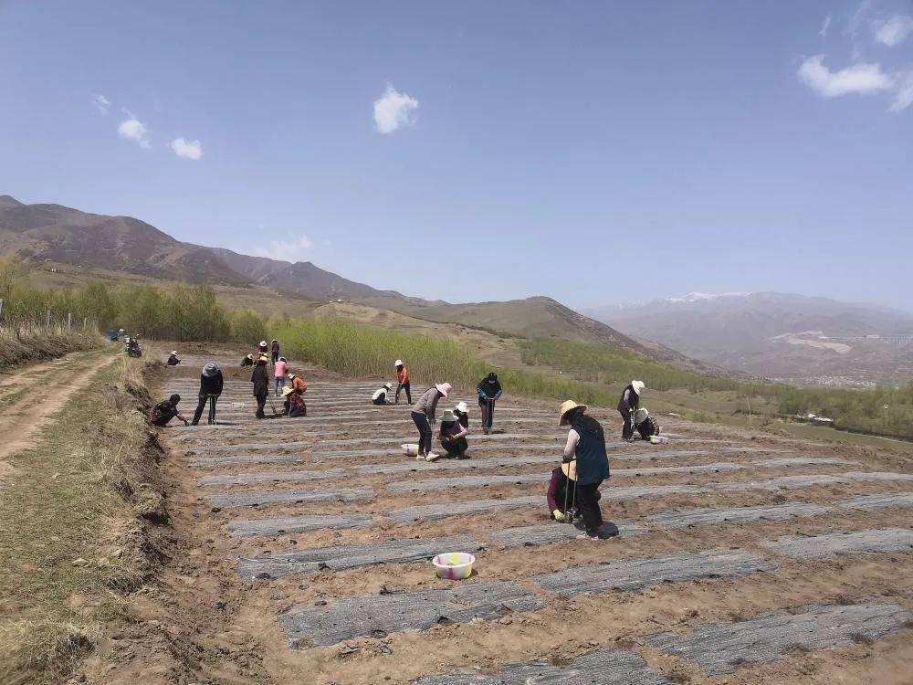 寺沟乡新项目，乡村振兴与可持续发展的深度融合实践