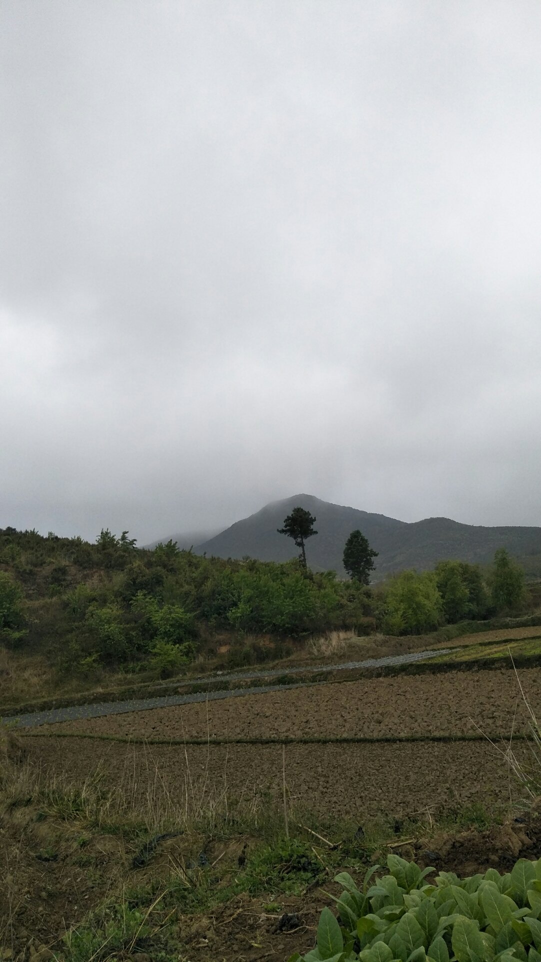 狮子岗乡天气预报更新通知