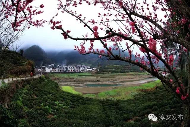 鸠坑乡发展规划引领未来乡村新面貌，塑造发展新篇章