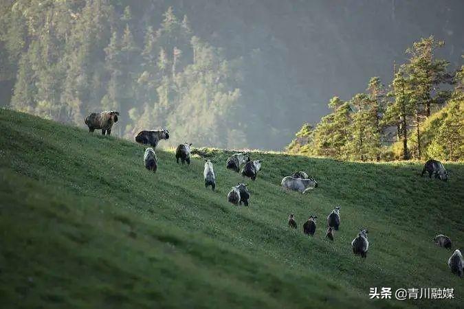 三锅乡最新新闻综述，全面解读当地发展动态