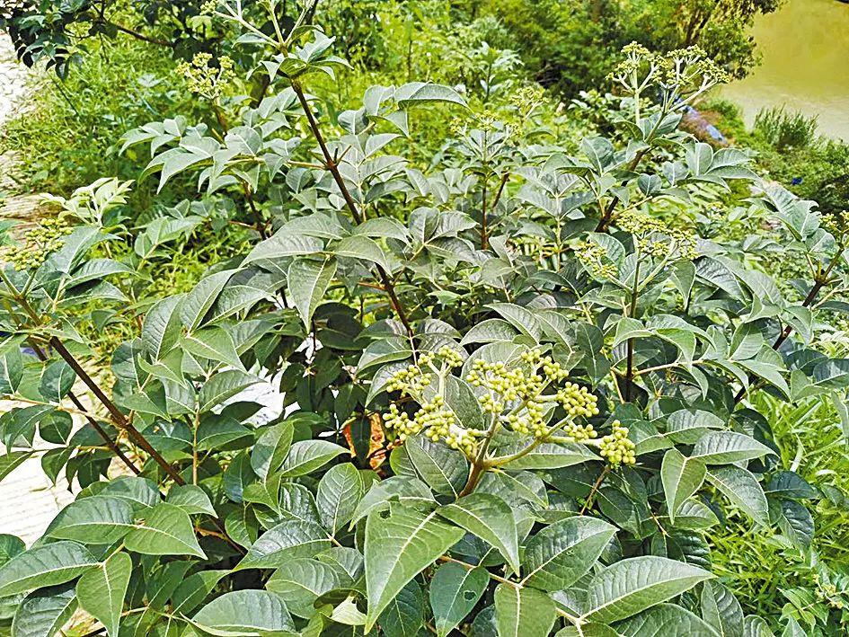 思劳镇新项目，地区发展的强大引擎，一揽子计划引领未来