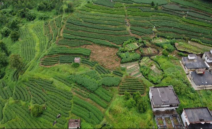 坪岭村民委员会天气预报与应对建议