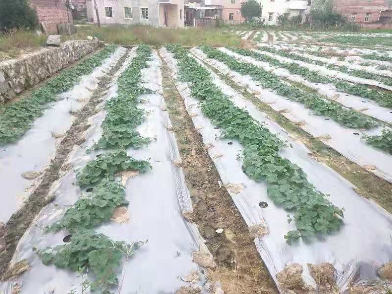 雨花区农业农村局最新项目概览及深度解读