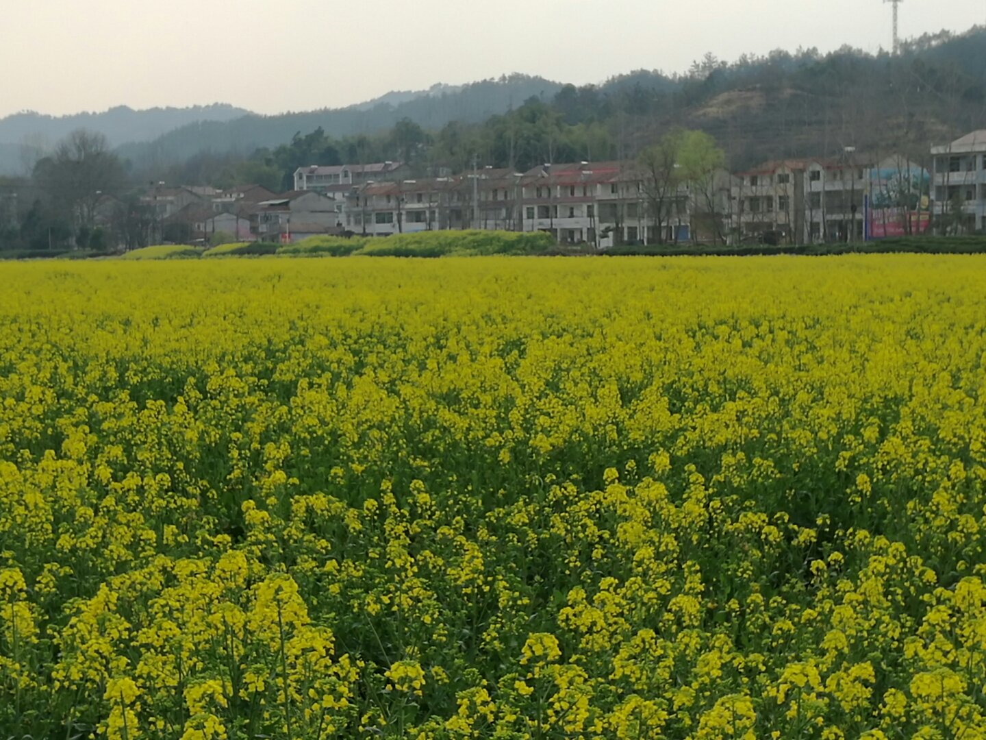 湖北省英山县天气预报概览