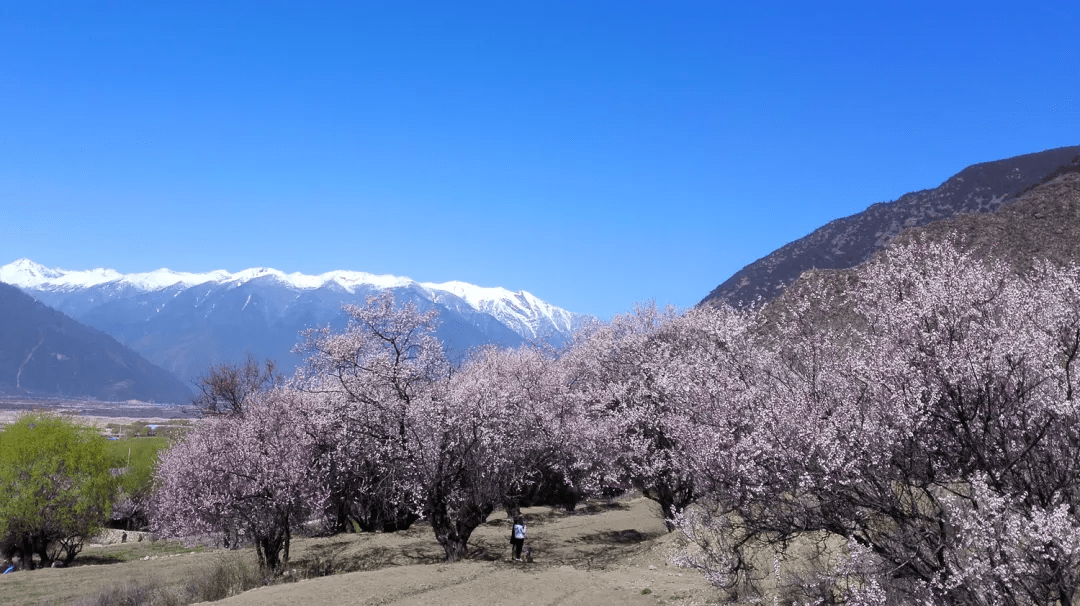 秋嘎村新项目启动，乡村振兴新篇章