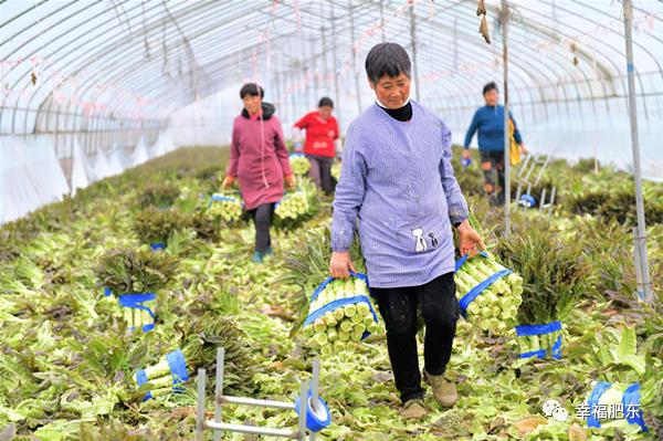 马湖乡最新项目，乡村振兴新引擎启动