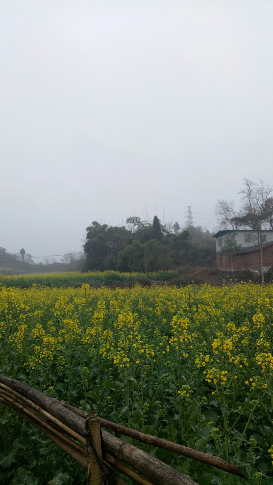 南坑街道天气预报最新概览