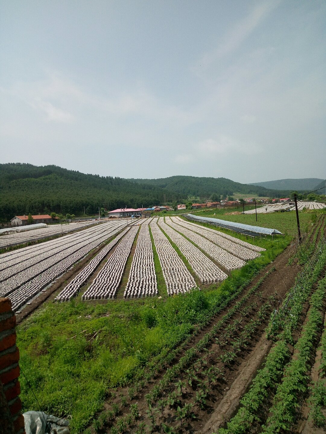 兴旺鄂温克族乡天气预报更新及影响概述