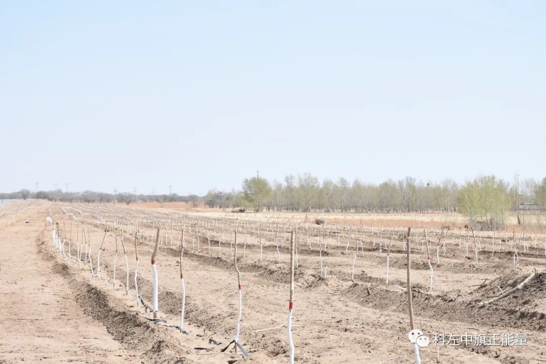 石羊河林业总场小坝口分场最新项目全景解析