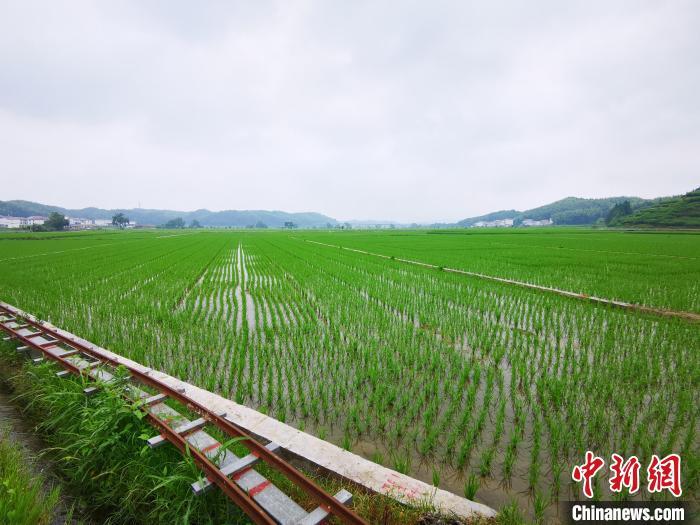 永安市农业农村局发展规划概览