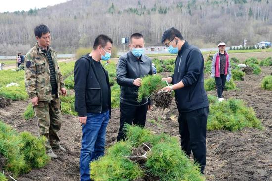 泰来县苗圃最新新闻报道速递