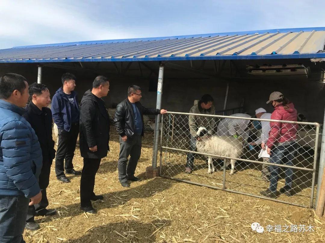 克山县种猪场最新动态报道