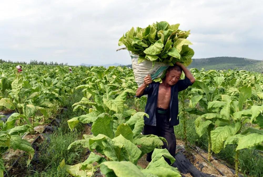 沂南县自然资源和规划局最新项目概览概览与动态分析