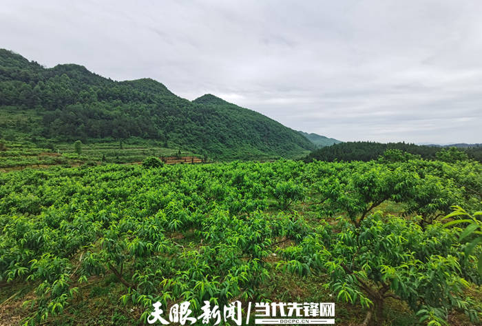 楼台村新项目启动，乡村振兴新篇章开启